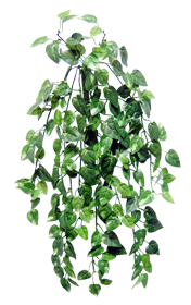 Mini Pothos Bush