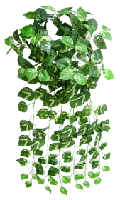 Pothos Bush