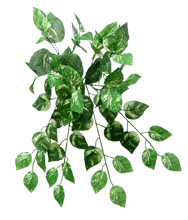 Pothos Bush