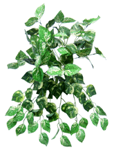 Pothos Bush