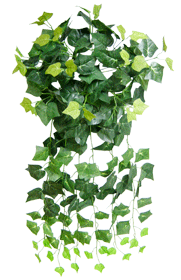 English Ivy Bush