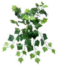 English Ivy Bush